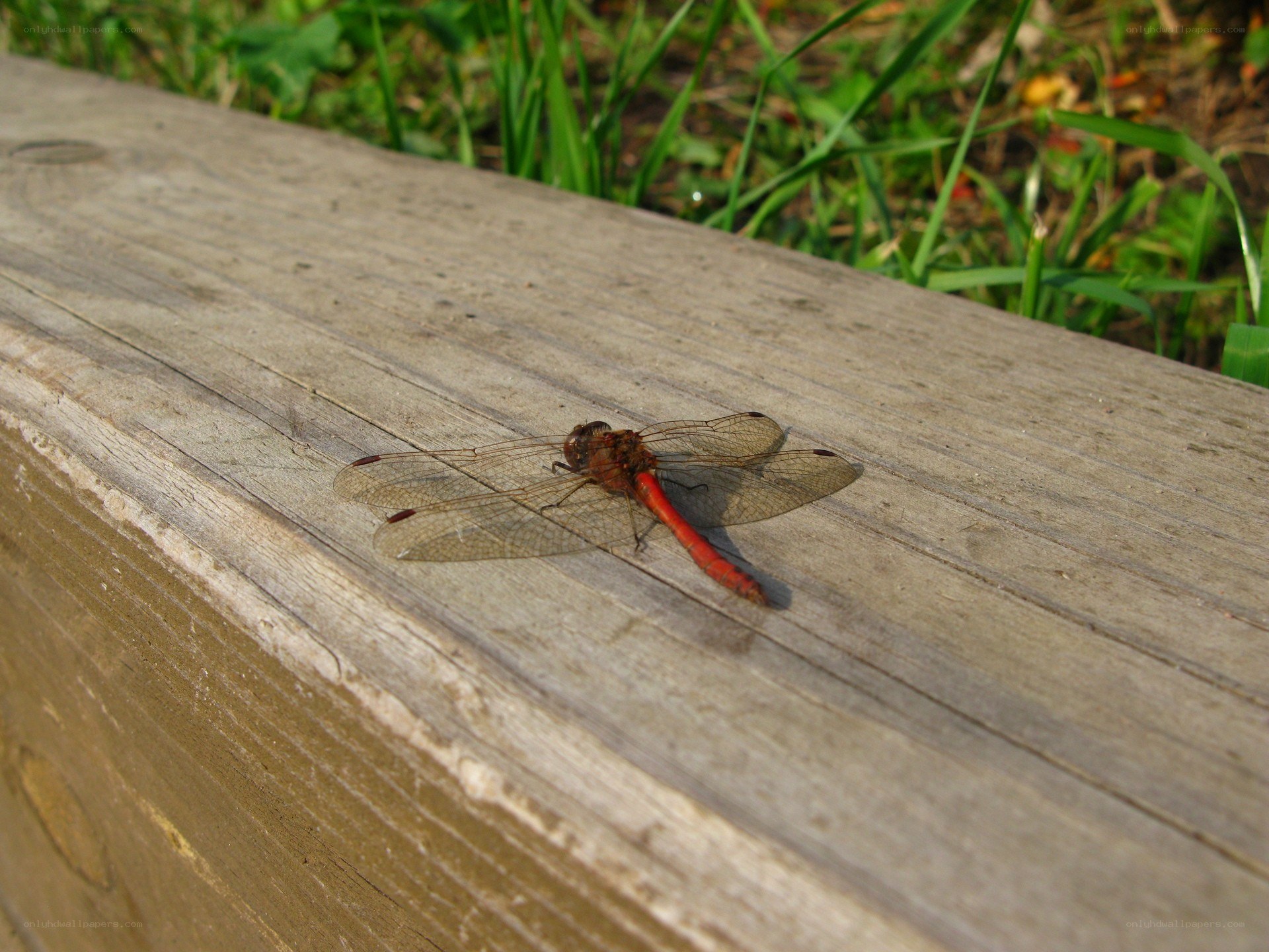 Red dragonfly on wooden surface