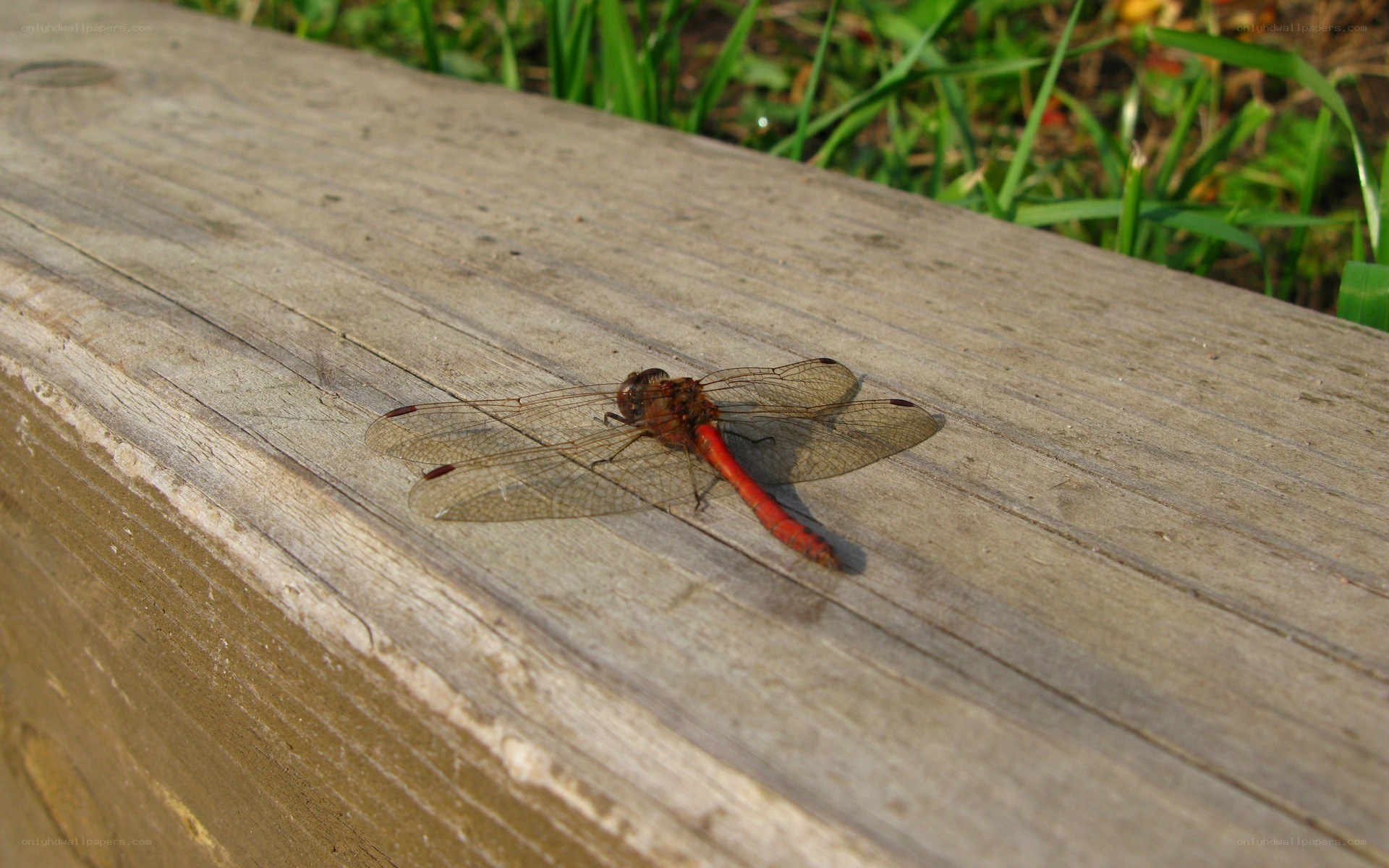red dragonfly on wooden surface