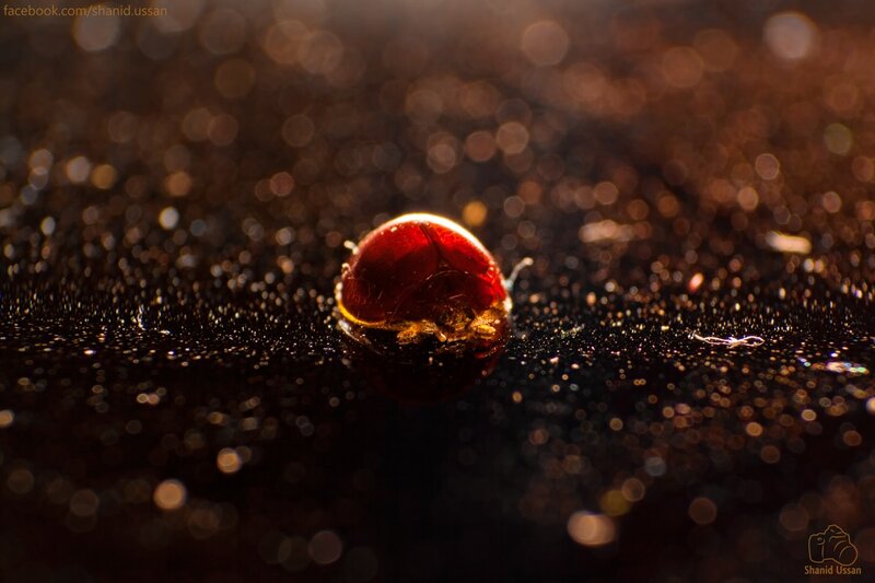 Red droplet on dark surface