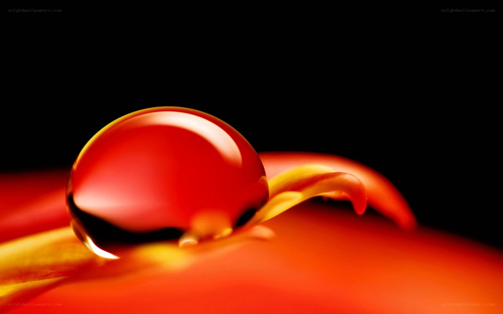 Red droplet on flower petal