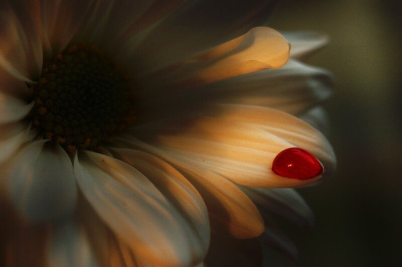 Red Droplet on Flower