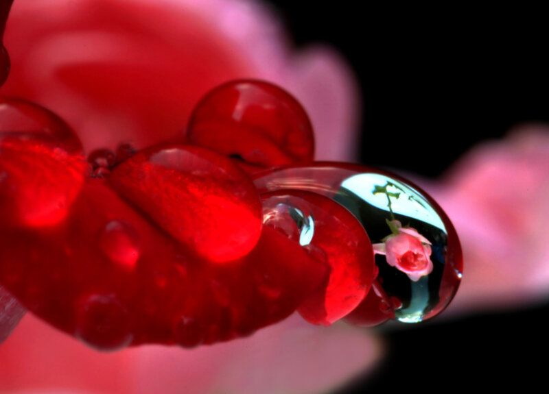 Red droplets on a flower