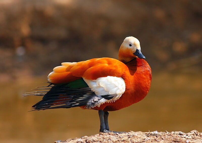 Red Duck Standing