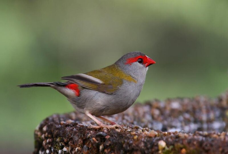 Red-eared Finch — Gray