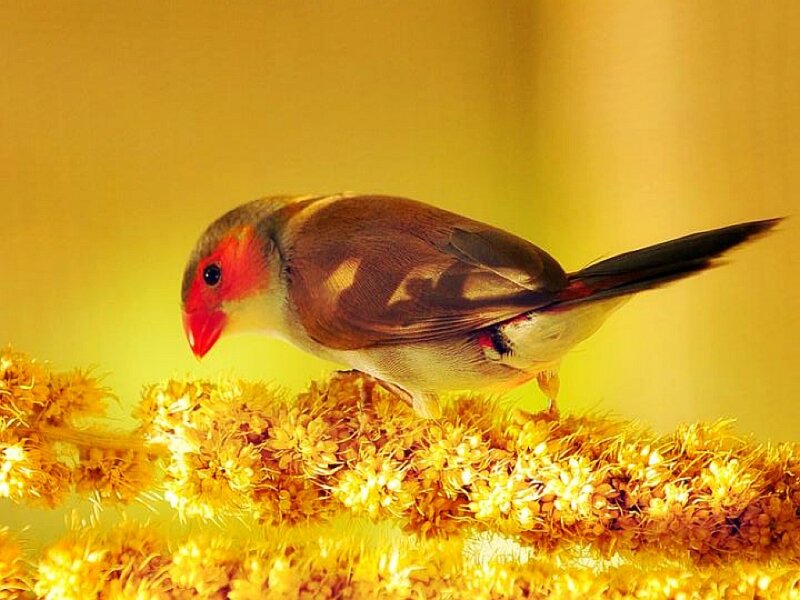 Red-eared Finch