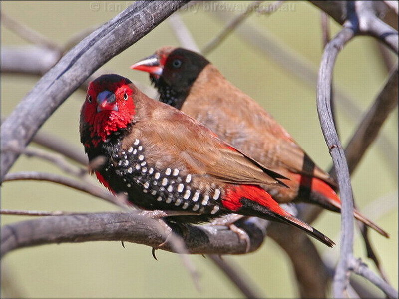 Red-eared Fire Finches