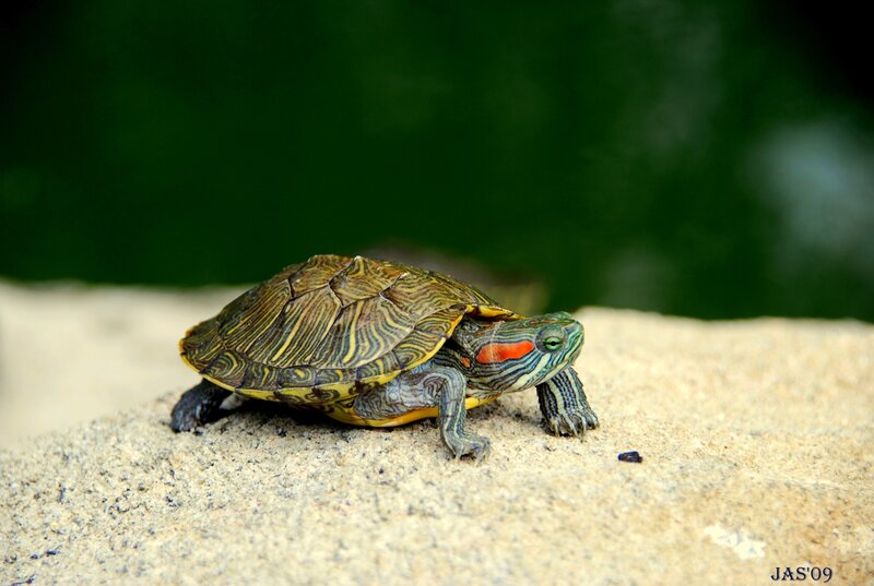 red-eared slider turtle