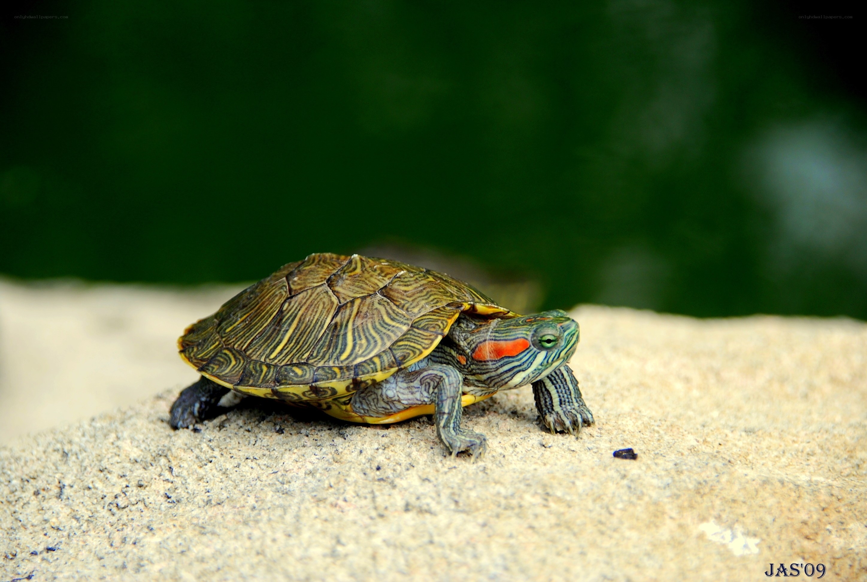 red-eared slider turtle