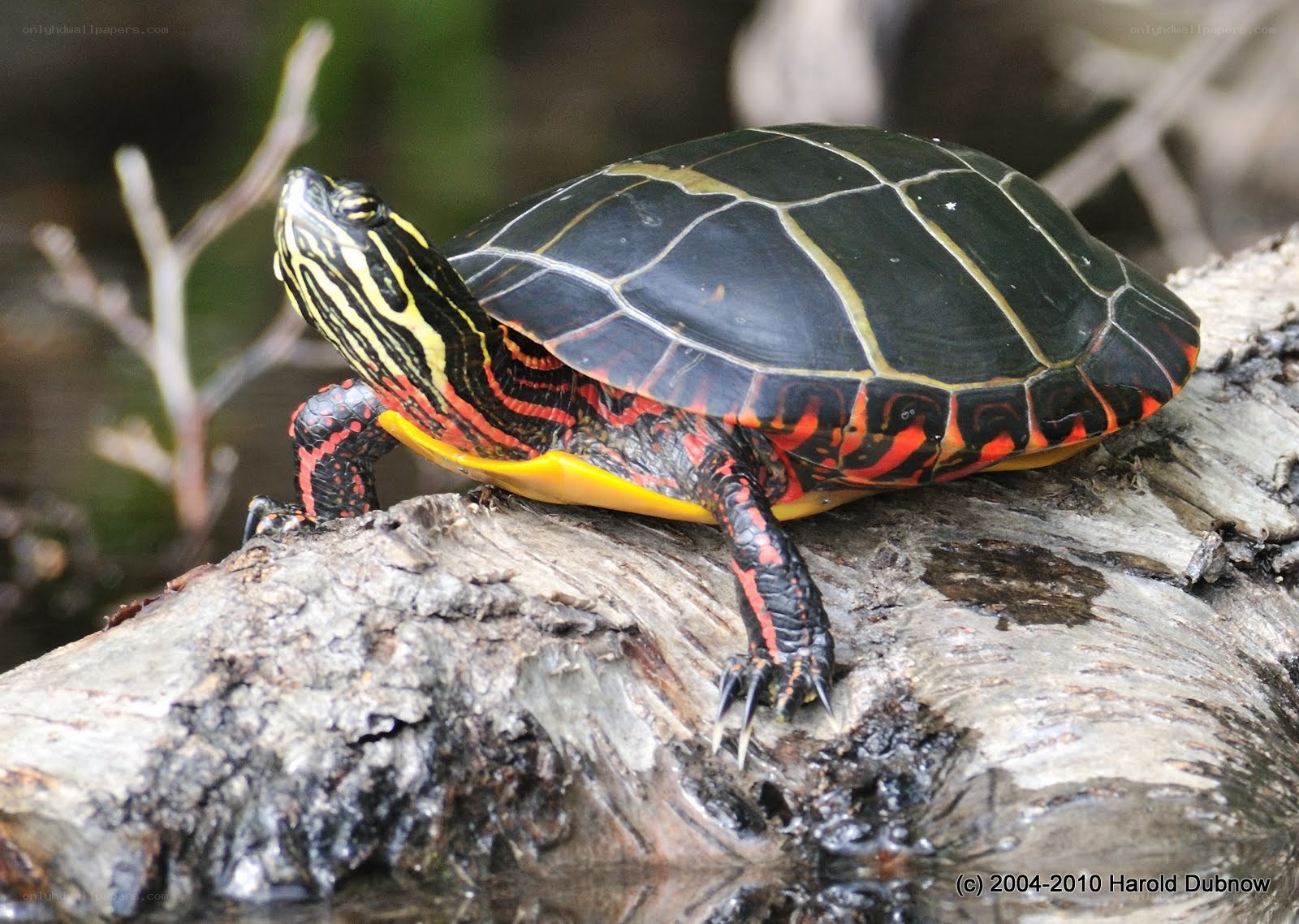 red-eared slider turtle