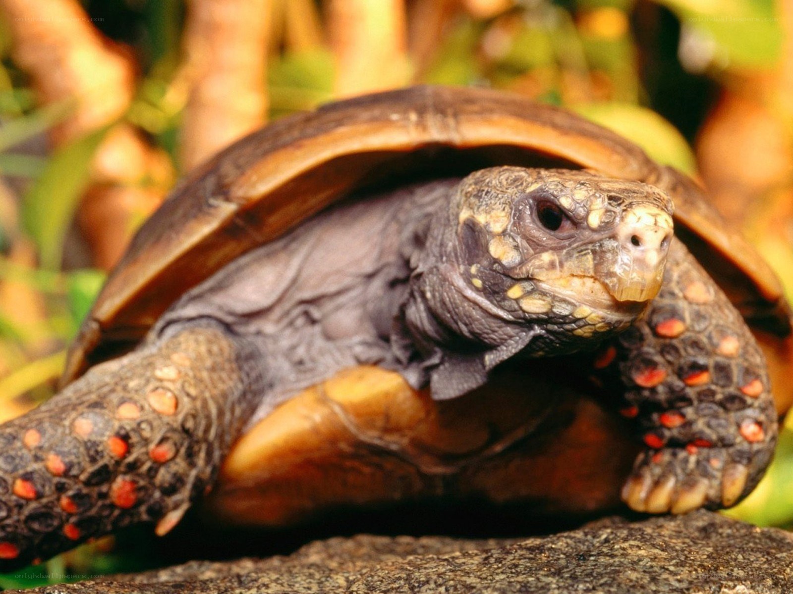 red-eared slider turtle