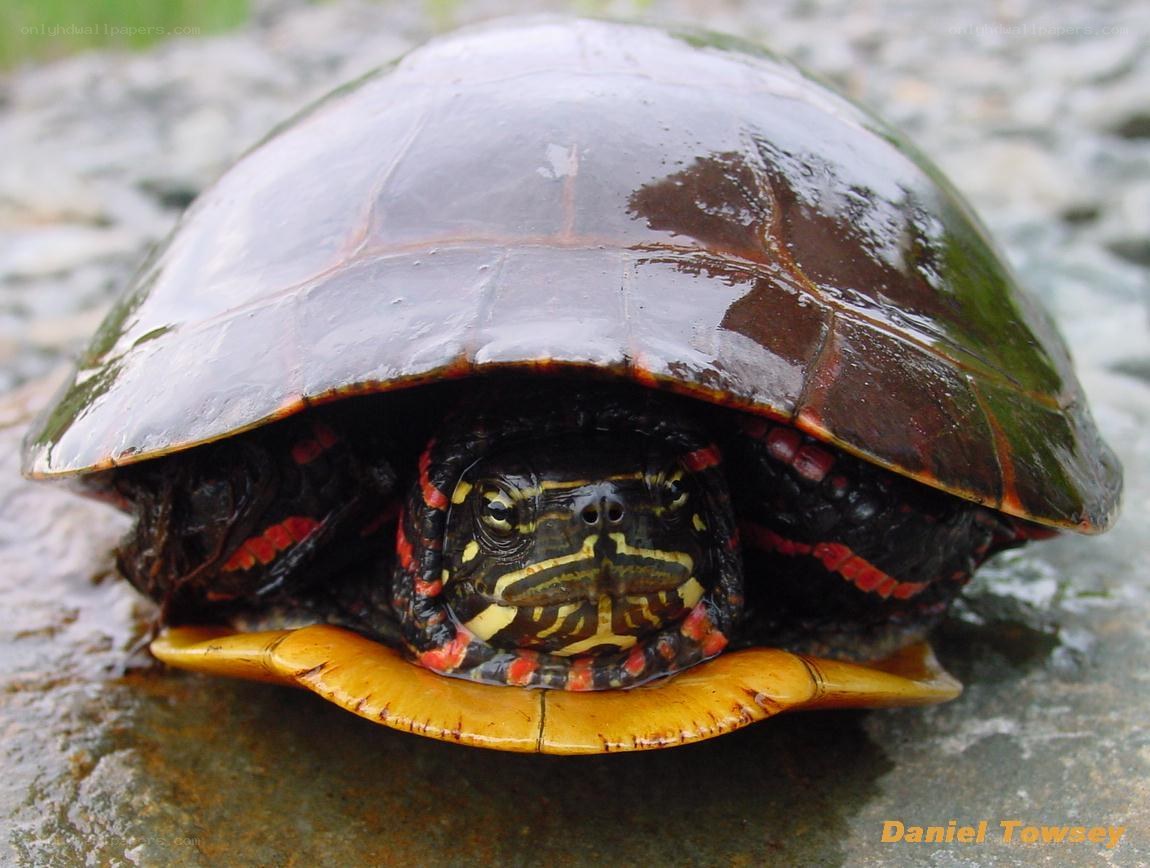 Red-eared slider turtle