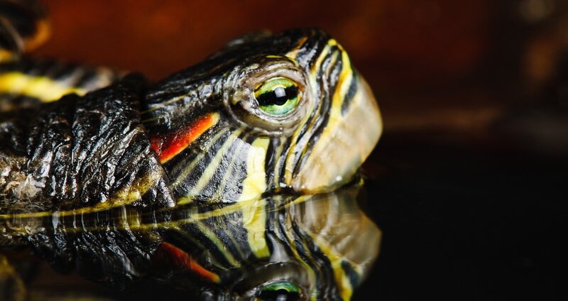 Red-eared Slider Turtle — Black