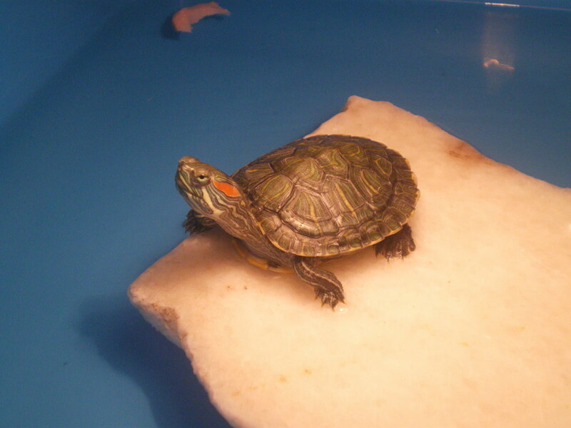 Red-eared Slider Turtle — Blue, Calm