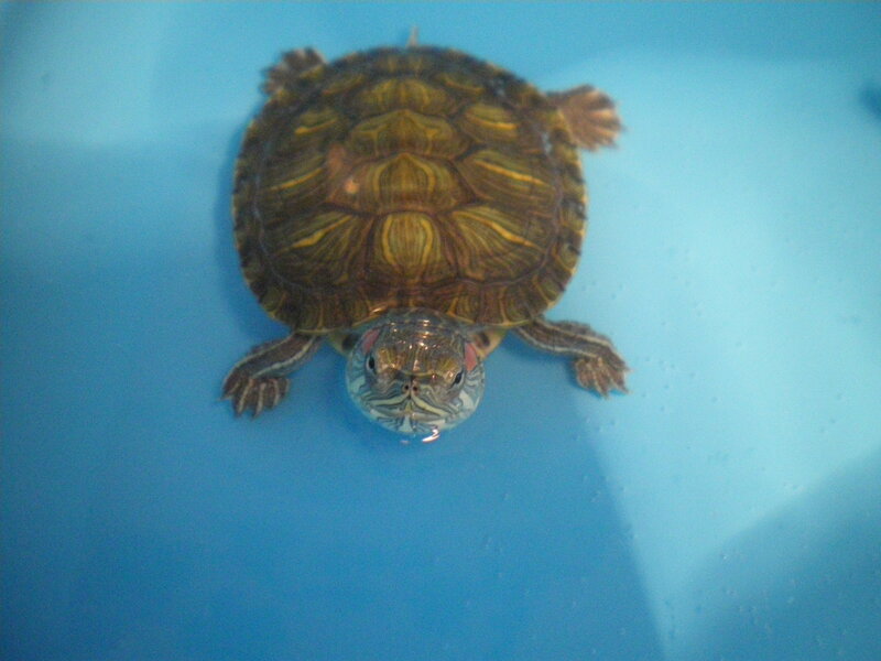 Red-eared Slider Turtle — Blue