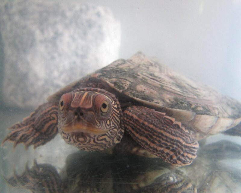 Red-eared Slider Turtle — Brown, Calm