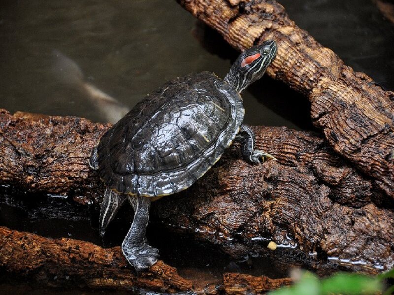 Red-eared Slider Turtle — Brown