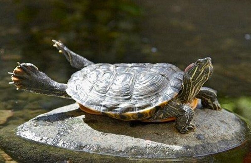 Red-eared Slider Turtle — Gray, Calm