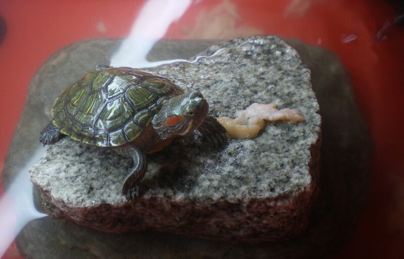 Red-eared Slider Turtle — Gray