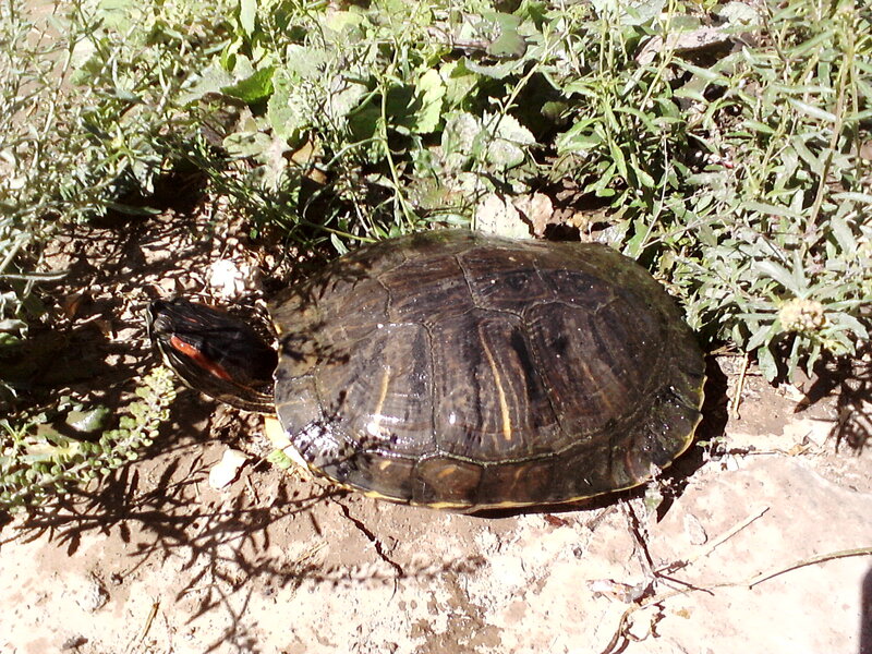Red-eared Slider Turtle — Green, Calm, Afternoon