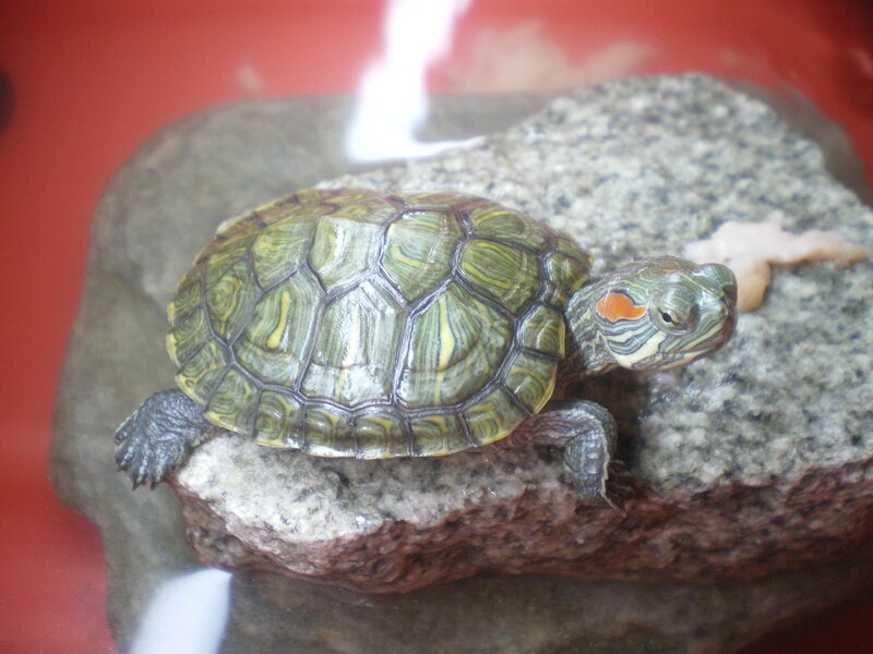 Red-eared Slider Turtle — Green, Calm, Photograph, Rock