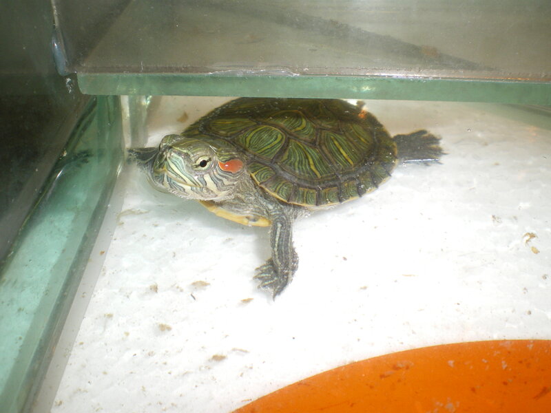 Red-eared Slider Turtle — Green, Calm, Photograph, Tank