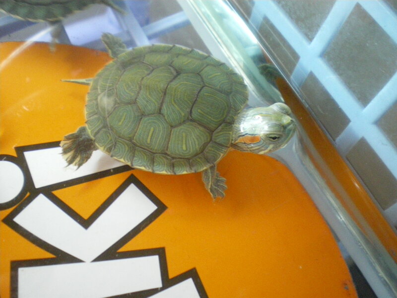 Red-eared Slider Turtle — Green, Calm, Photograph