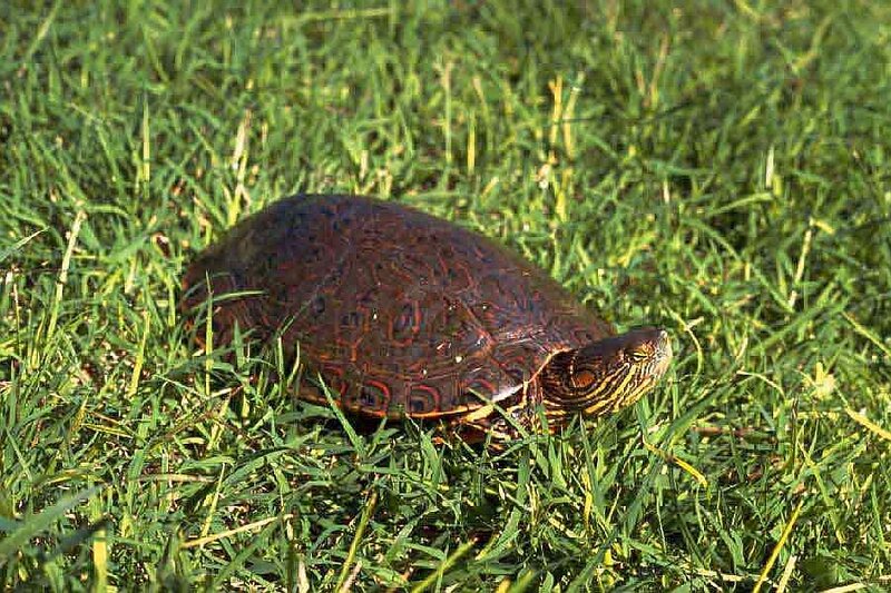 Red-eared Slider Turtle — Green, Calm