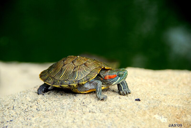 Red-eared slider turtle on rock