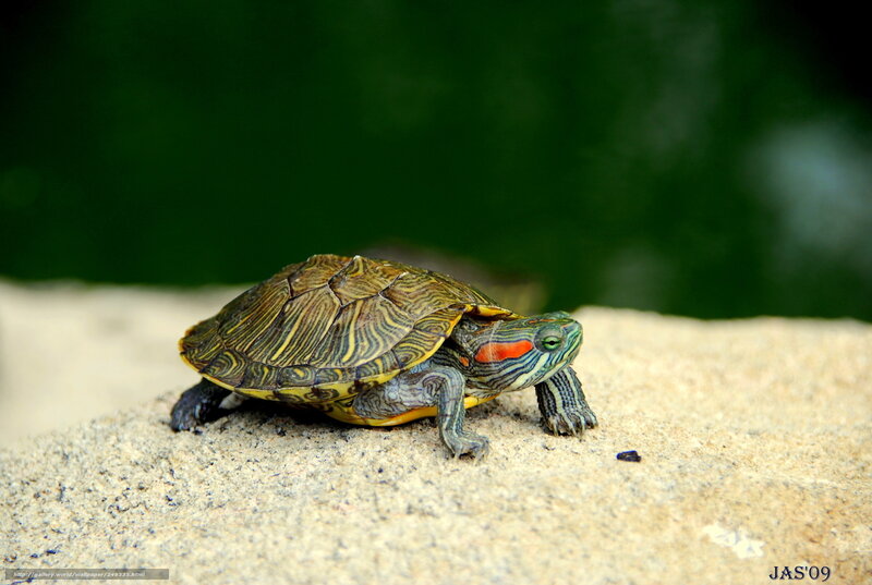 red-eared slider turtle