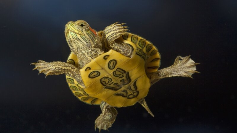 Red-eared Slider Turtle — Yellow, Dramatic