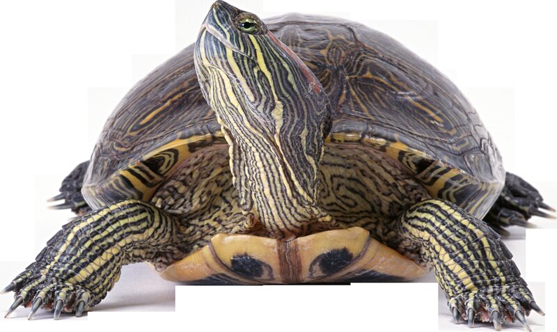 Red-eared Slider Turtle — Yellow, Neutral