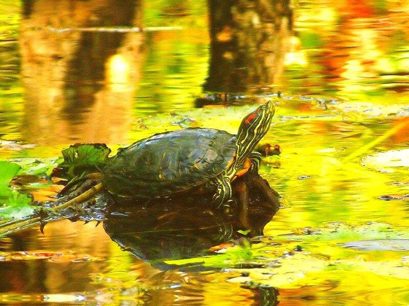 Red-eared Slider Turtle — Yellow, Serene