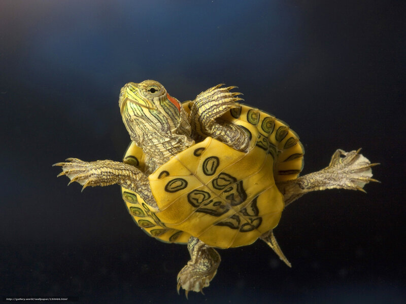 Red-eared Slider Turtle — Yellow