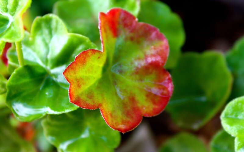 Red-edged Green Leaf