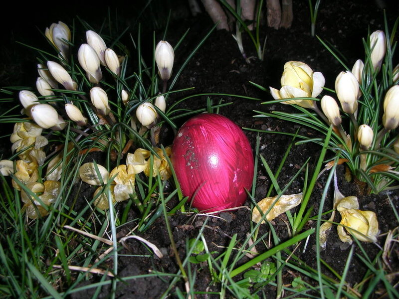 Red egg among crocuses