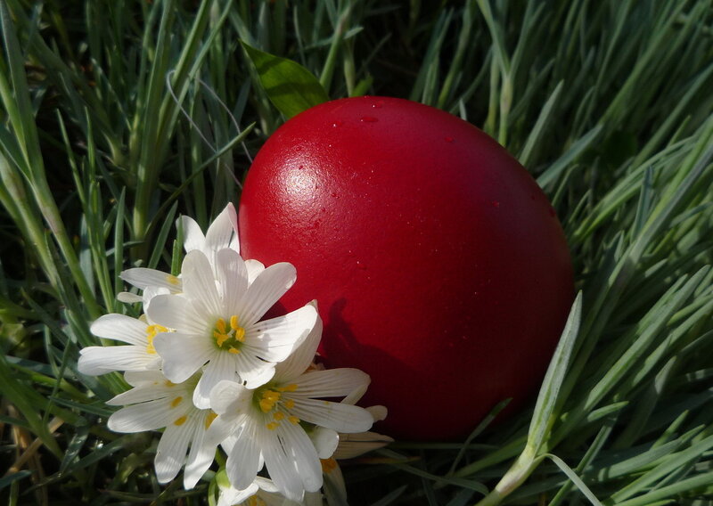 Red Egg in Grass