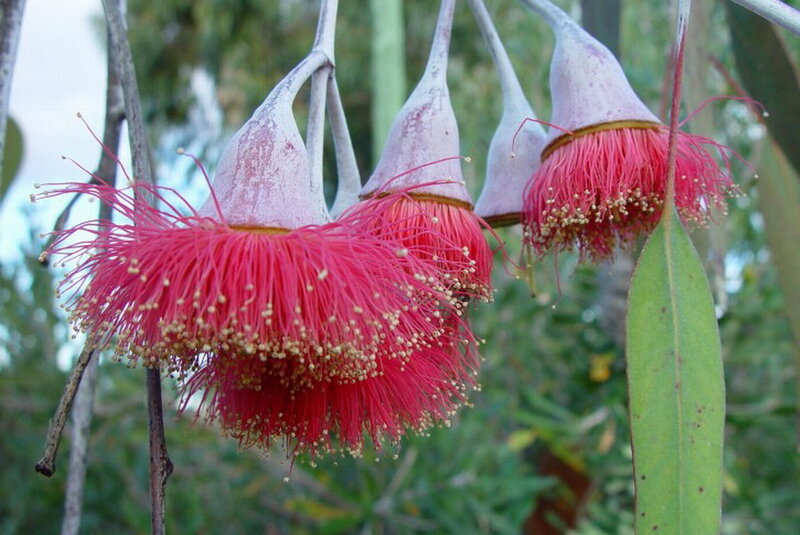 Red Eucalyptus Flowers