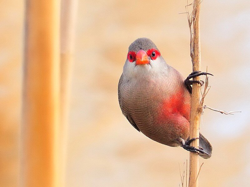 Red-eyed finch on a branch