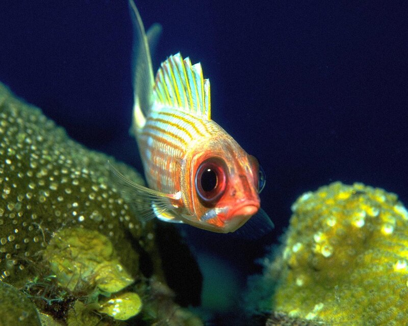 Red-eyed Fish