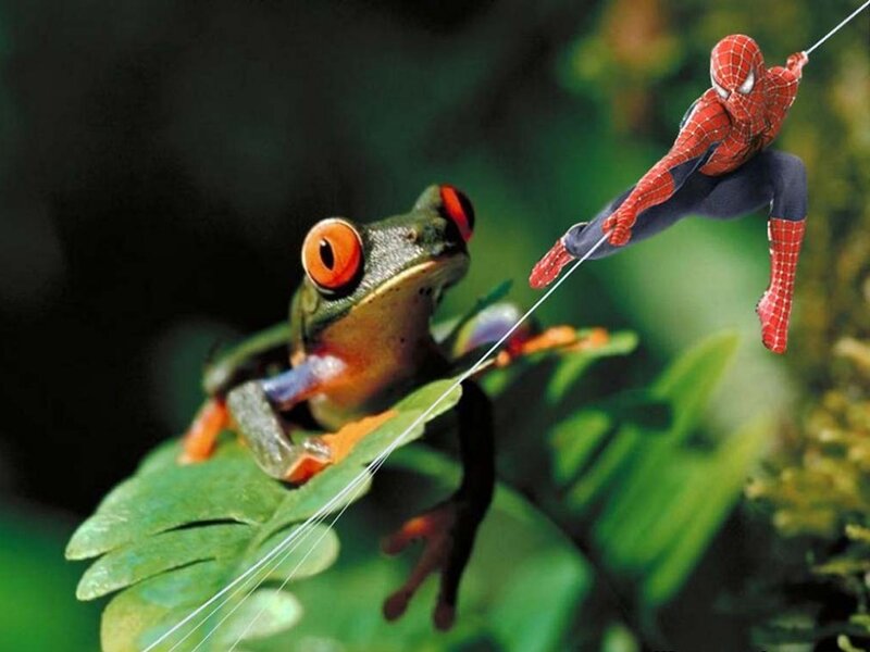 Red-eyed Frog on Leaf