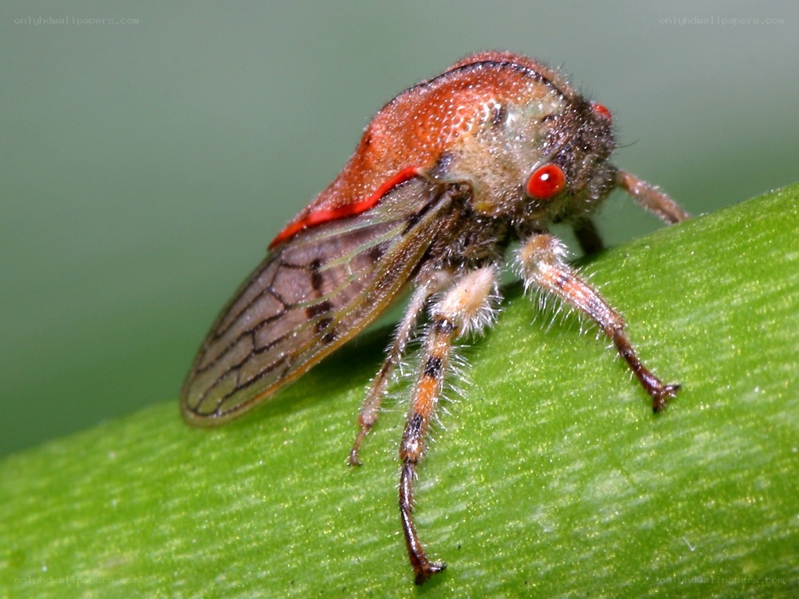 red-eyed insect on green leaf
