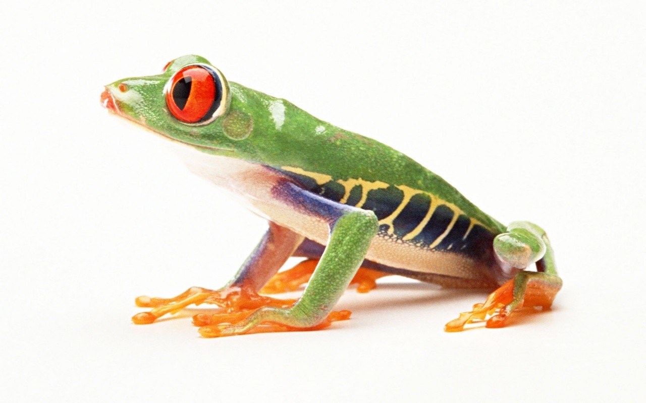 red-eyed tree frog