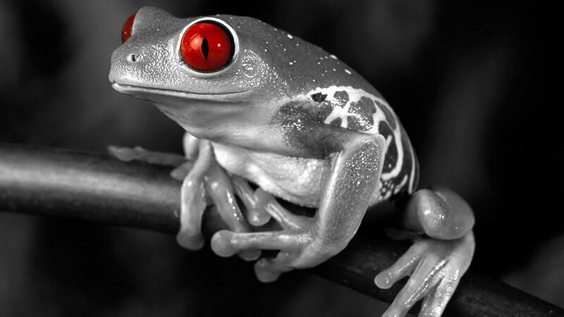Red-eyed Tree Frog — Black, Dramatic