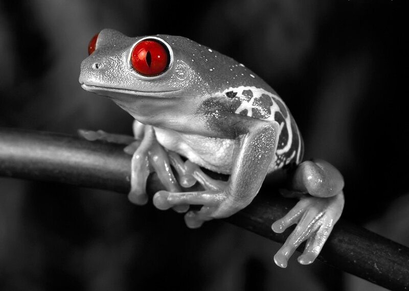 Red-eyed Tree Frog — Black