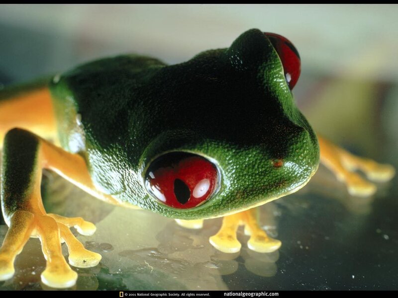Red-eyed tree frog close-up