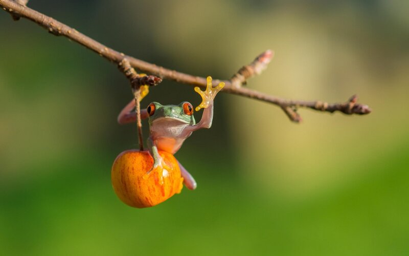 Red-eyed Tree Frog — Green, Calm, Afternoon, Photograph, Branch