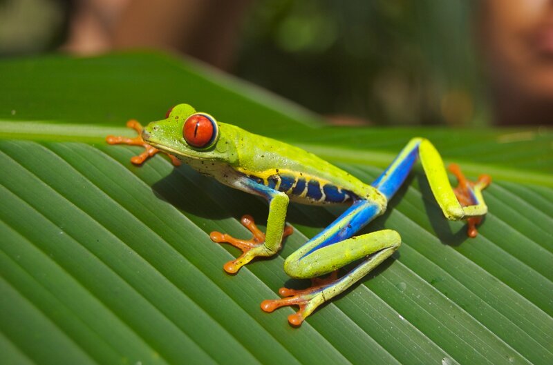 Red-eyed Tree Frog — Green, Calm, Afternoon, Photograph, Leaf, Green Leaf