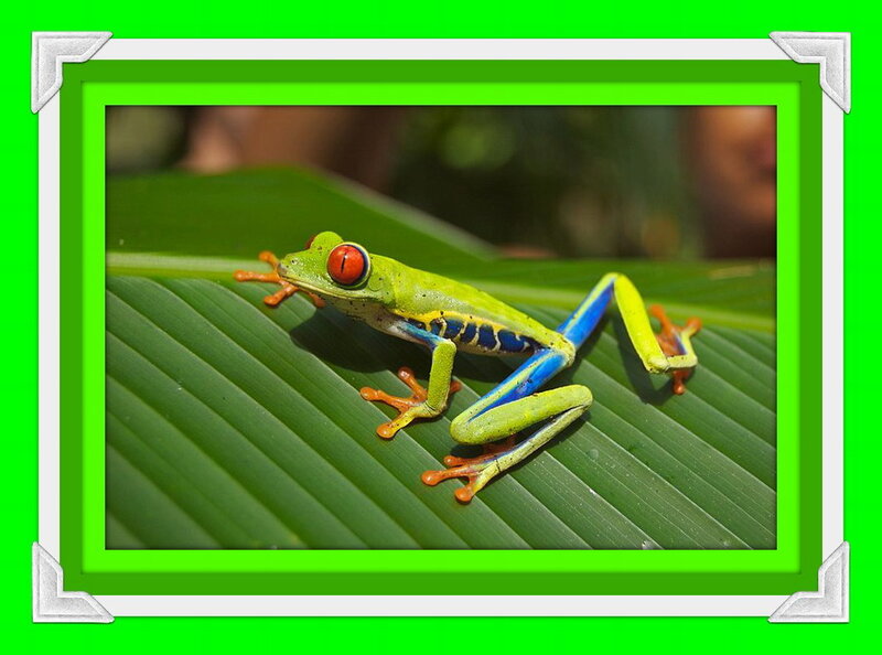 Red-eyed Tree Frog — Green, Calm, Afternoon, Photograph, Leaf