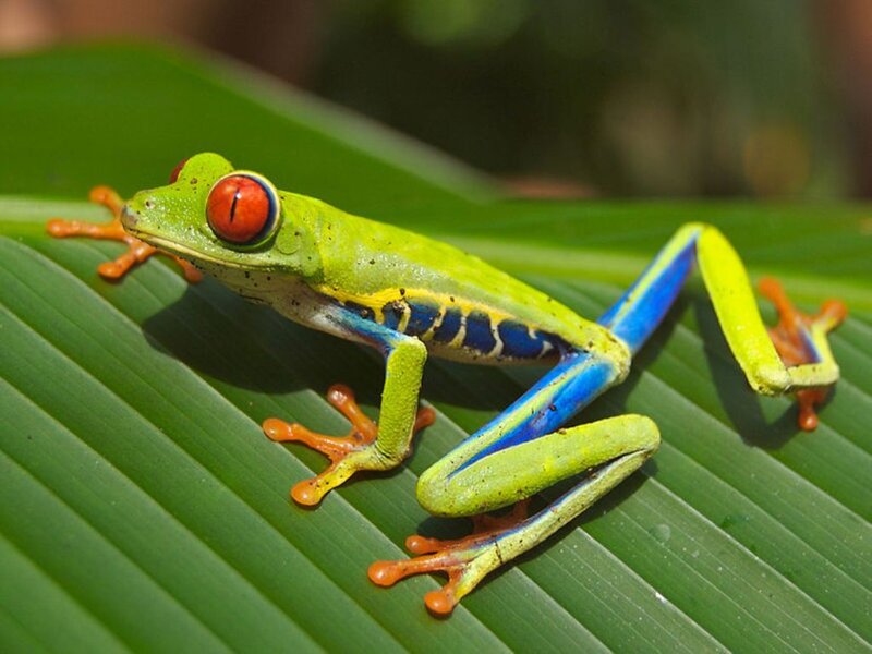 Red-eyed Tree Frog — Green, Calm, Afternoon