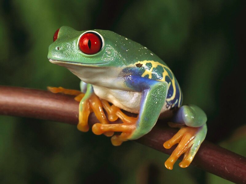 Red-eyed Tree Frog — Green, Calm, Photograph, Branch, Green Foliage
